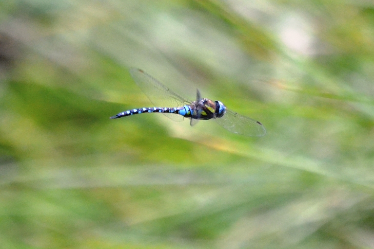 di stamattina da identificare - Aeshna mixta